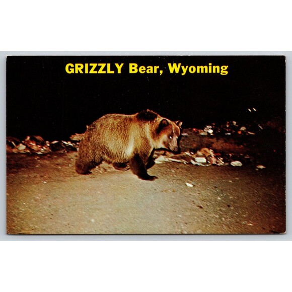Postcard Wyoming Montana West Yellowstone Grizzly Bear at Night c1960s Unposted - Picture 1 of 2